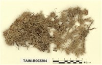 藏品(中位泥炭苔)的圖片